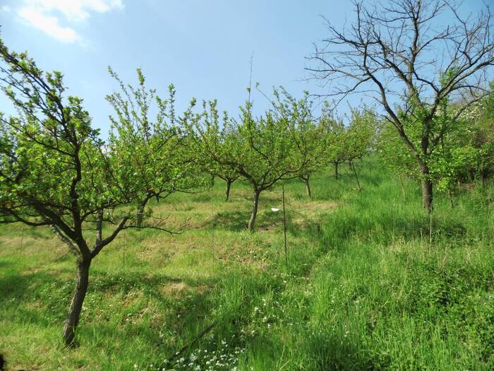 Prodej pozemku 43 m² — Třeboutice, Ústecký kraj