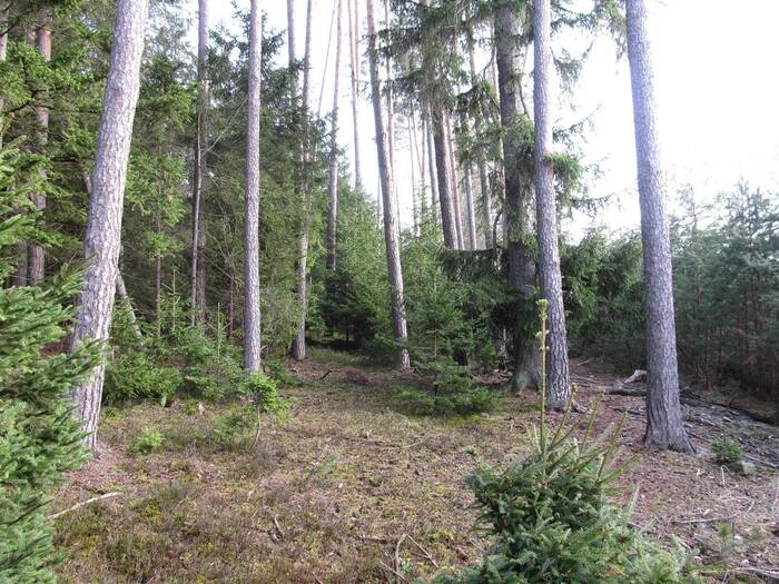 Prodej lesního pozemku 4056 m² — Jihočeský kraj