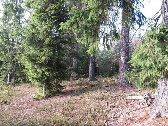 Prodej lesního pozemku 4056 m² — Jihočeský kraj