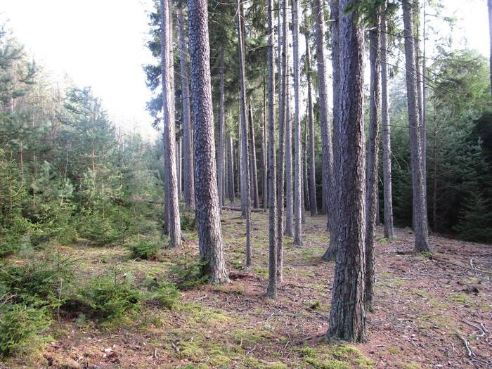 Prodej lesního pozemku 4056 m² — Jihočeský kraj